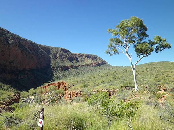 276 160910 West Macdonnell Ranges-Ormiston Gorge-Ghost Gum Walk.JPG