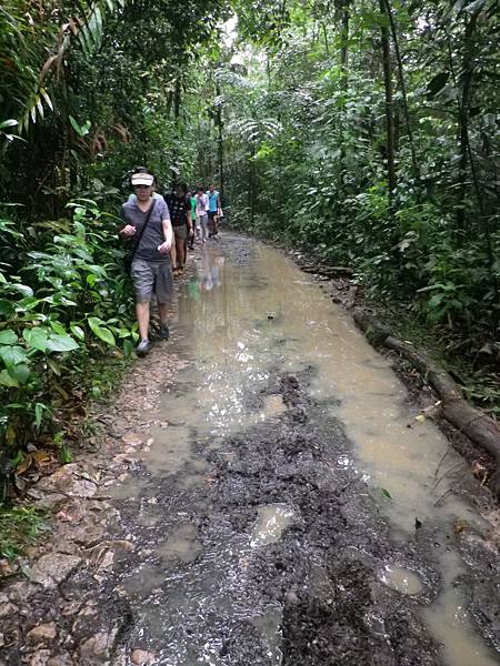 035 160102 Way to Tree top walk-Terentang Trail.JPG