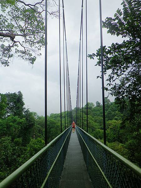 078A 160102 Tree top walk.jpg