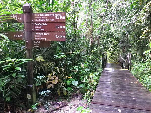 127 160102 MacRitchie Nature Trail.JPG