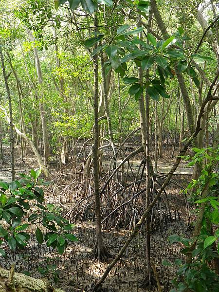 076 160430 Sungei Buloh Wetland Reserve.JPG