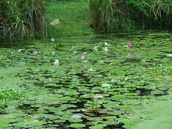 135 160430 Sungei Buloh Wetland Reserve.JPG