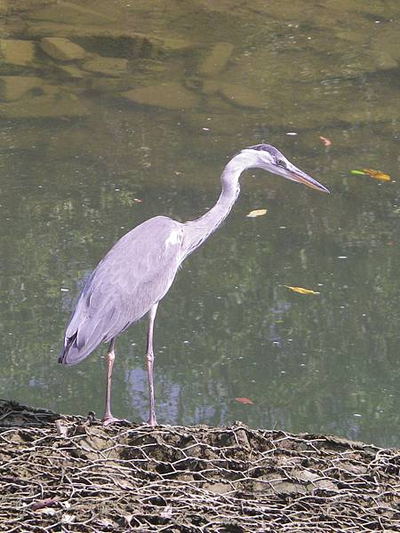 044 170318 Singapore-Pasir Ris Park.JPG