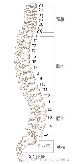 脊椎圖