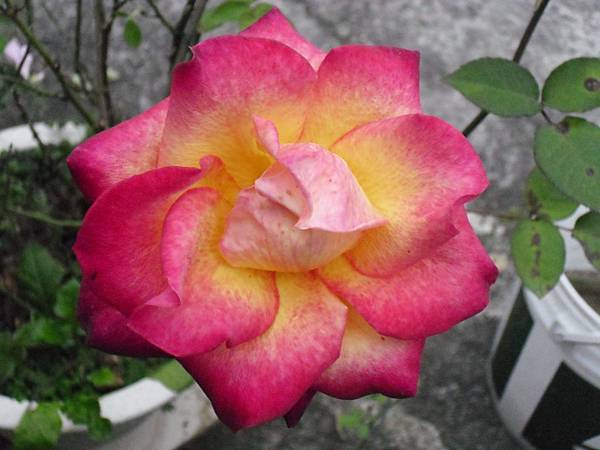 玫瑰-1.JPG