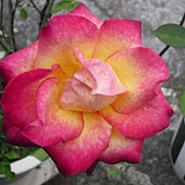 玫瑰-1.JPG