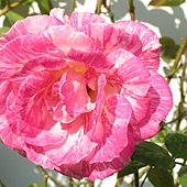 玫瑰-4.JPG