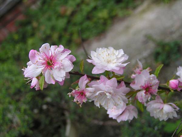 郁李03.JPG