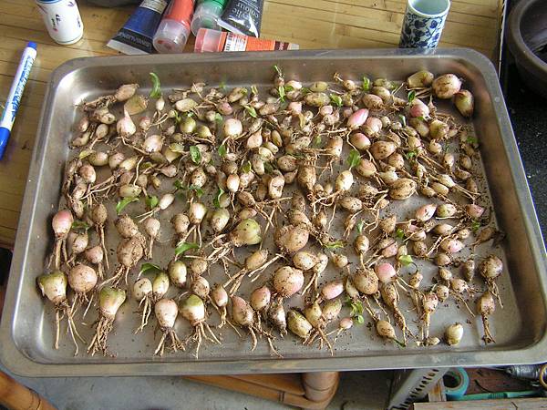 多肉植物 油點百合 球根 Jpg 9號花園的相簿 痞客邦