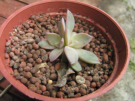 多肉葉孵的經驗分享 9號花園 痞客邦