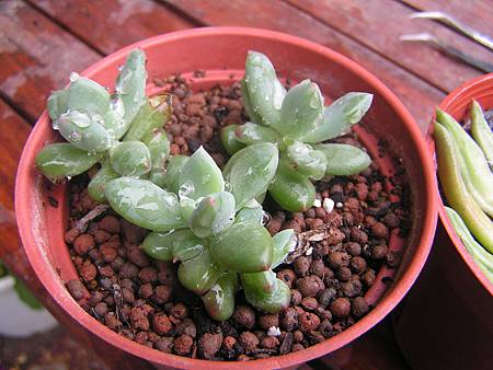 多肉葉孵的經驗分享 9號花園 痞客邦