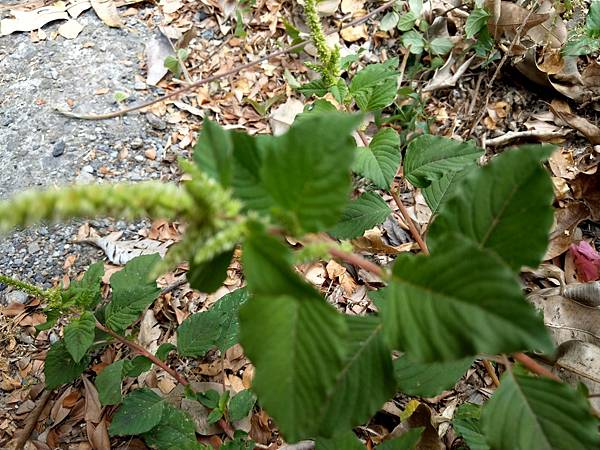 110-04-14部落藥用植物導覽_210420_71.jpg