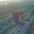 農場草莓整理 