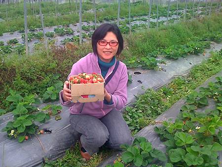 野百合王董妹妹王小姐農場採草莓 