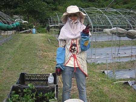 婕菱分草莓苗