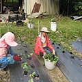 種植草莓苗