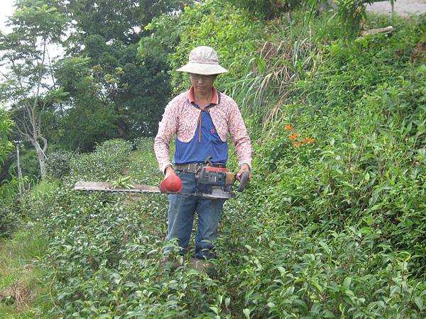 7月11日農場茶樹剪枝