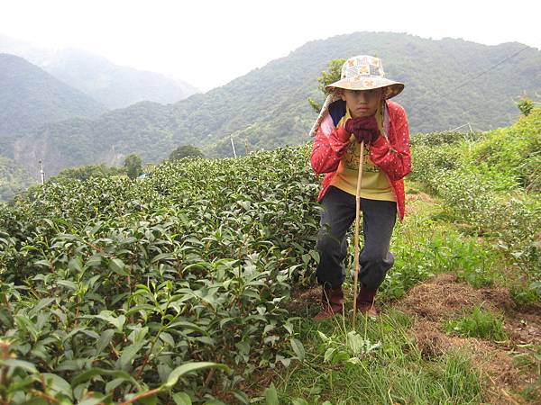 彥霆和剛剪枝後的茶樹