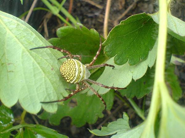 草莓園的蜘蛛