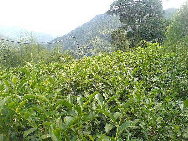 9月初準備採收的茶樹