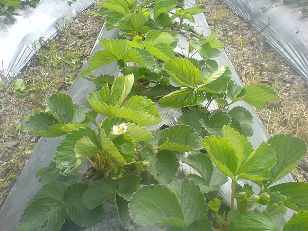 7月初種的草莓部分開花了