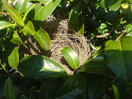 茶樹裡的鳥巢