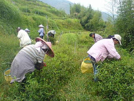 9月7日採茶一景