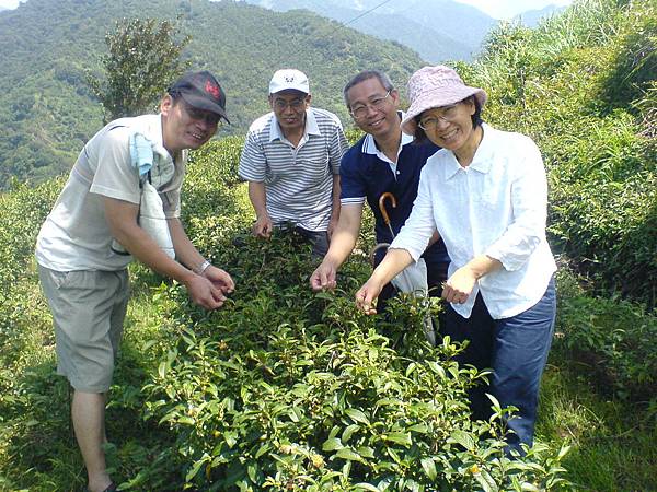 增濱一行人參觀茶園