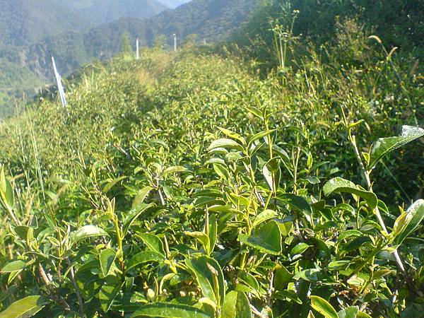 10月18日的茶樹發芽了