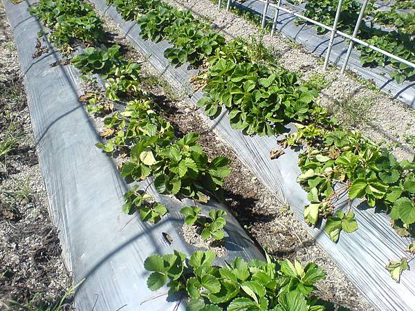 無農藥草莓園不好照顧，植株罹病嚴重