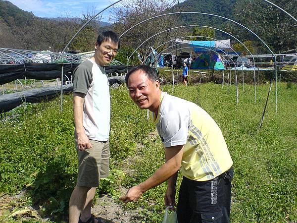 黃先生和張先生採高麗菜芽