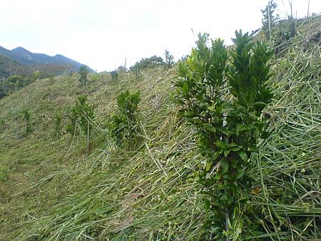 11月6日砍草後的茂谷柑