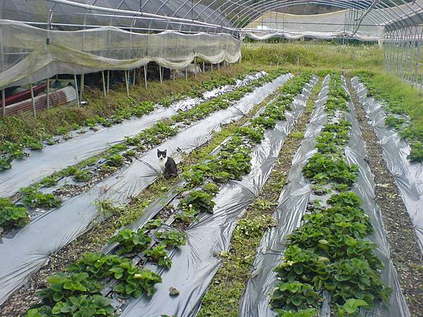 草莓園抓鳥的貓咪