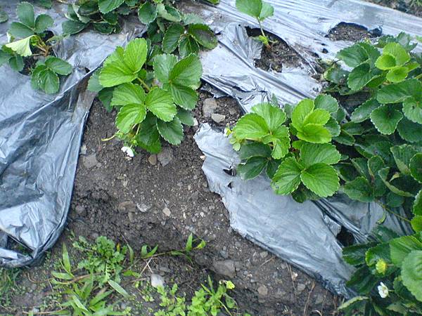 被野狗踐踏的草莓植株