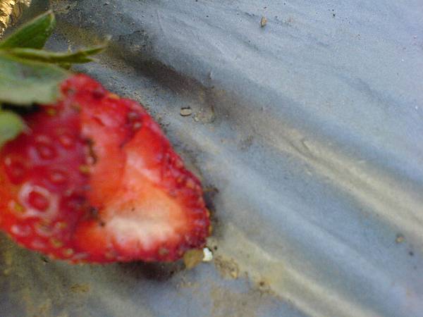 螞蟻吃草莓
