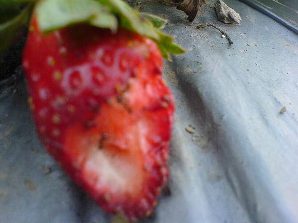 螞蟻吃草莓