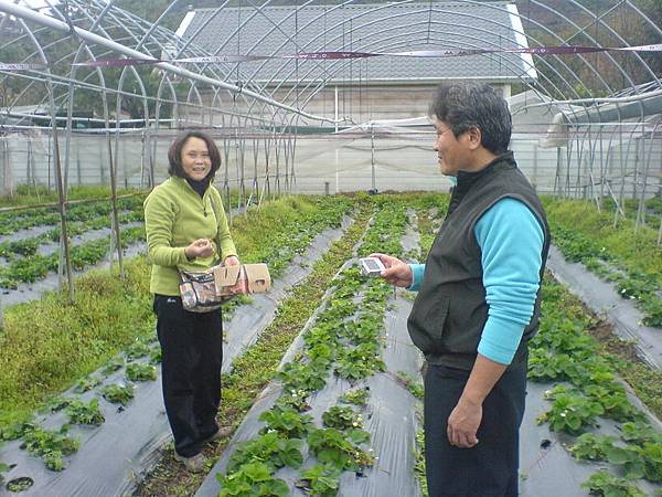 高雄文先生夫妻採草莓