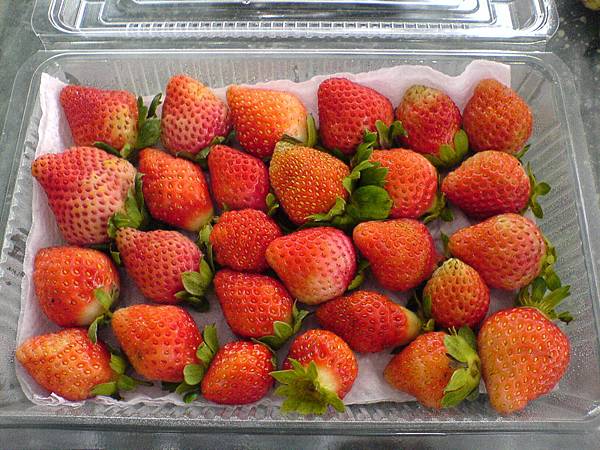 採收的草莓