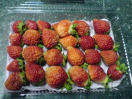 元旦的草莓