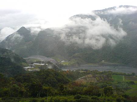 茶園俯瞰德魯灣橋