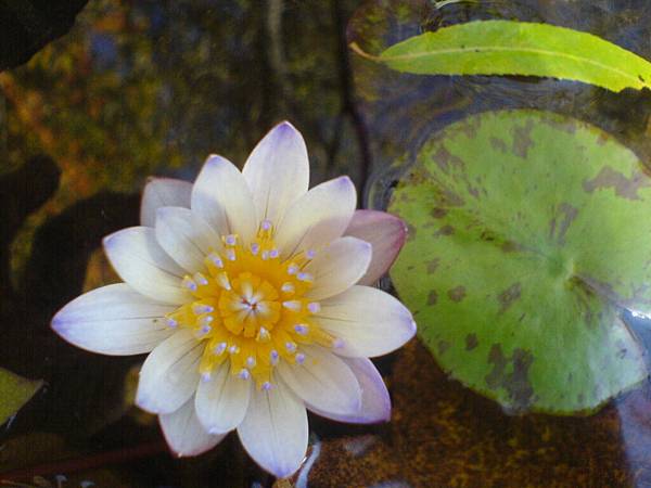 1月7日開的蓮花