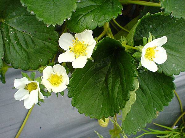 1月15日草莓的花