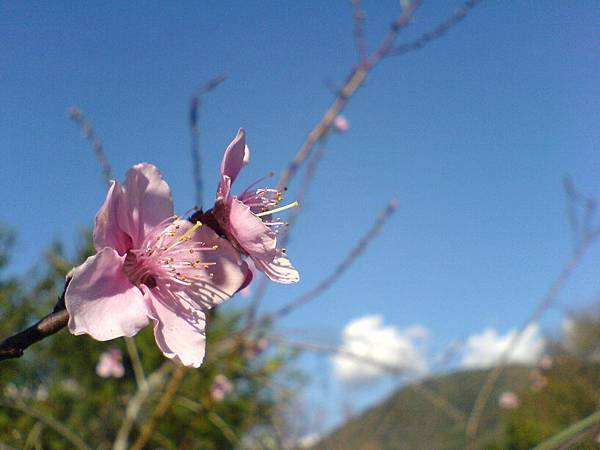 野百合溫泉會館的桃花開了