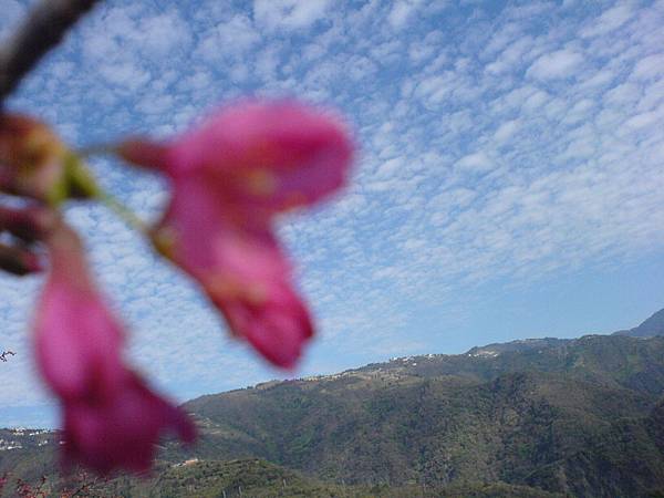 茶園山櫻花開了