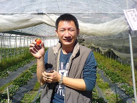 台中柳丁參觀農場草莓園