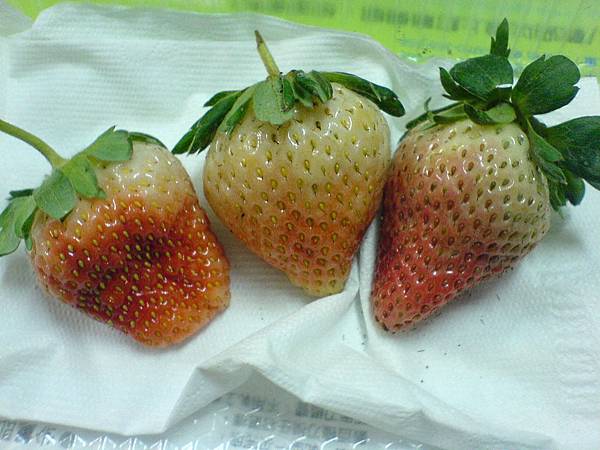田尾阿凉種的草莓