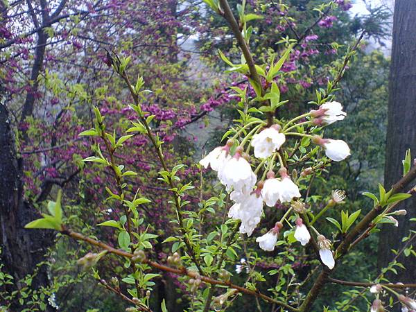 白櫻花開了