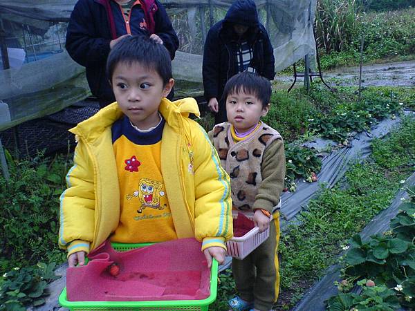 台北蔡小弟體驗採草莓