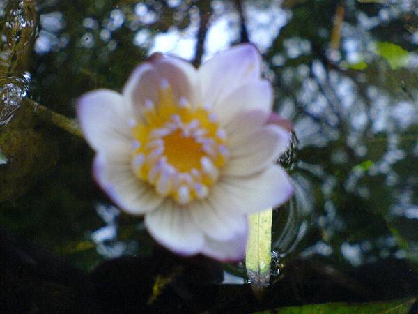 3月10日開的睡蓮