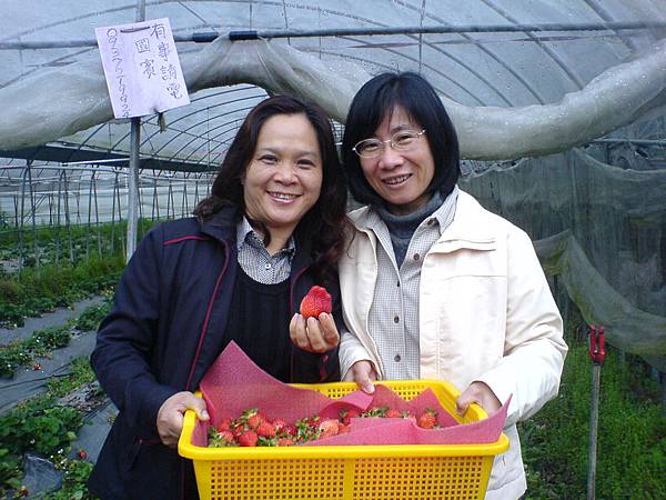 埔里蘇太太及黃太太採草莓